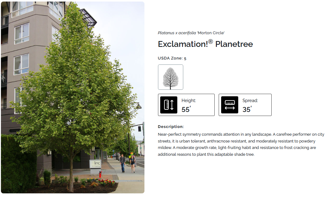 exclamation planetree